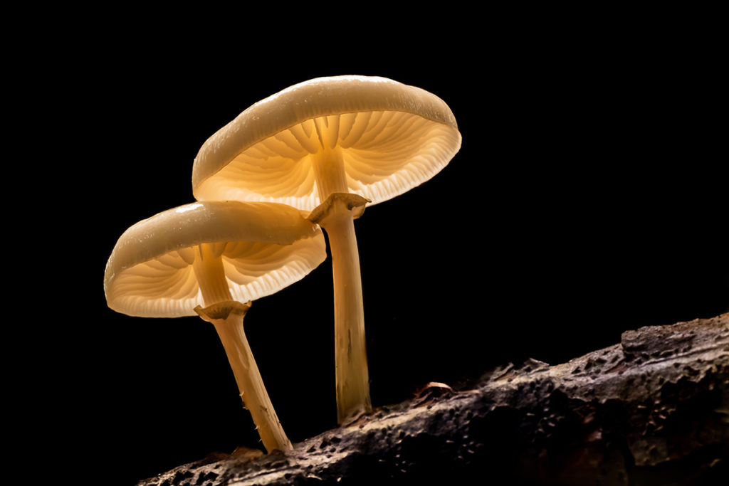 Paddenstoelenfotografie tijdens de fotoworkshop van Nature Talks door Yvon van der Laan