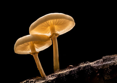 Paddenstoelenfotografie tijdens de fotoworkshop van Nature Talks door Yvon van der Laan