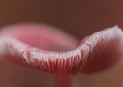 Paddenstoelenfotografie tijdens de fotoworkshop van Nature Talks door Yvon van der Laan