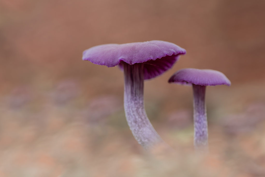 Paddenstoelenfotografie tijdens de fotoworkshop van Nature Talks door Yvon van der Laan