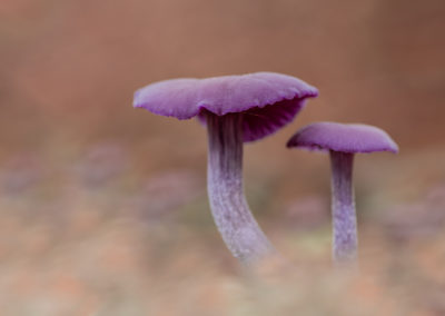 Paddenstoelenfotografie tijdens de fotoworkshop van Nature Talks door Yvon van der Laan