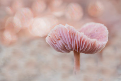 Paddenstoelenfotografie tijdens de fotoworkshop van Nature Talks door Yvon van der Laan