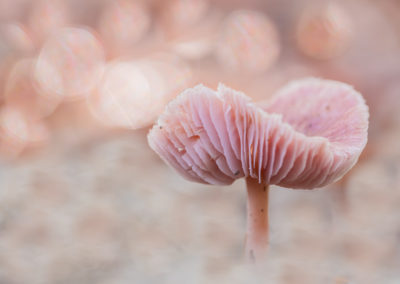 Paddenstoelenfotografie tijdens de fotoworkshop van Nature Talks door Yvon van der Laan