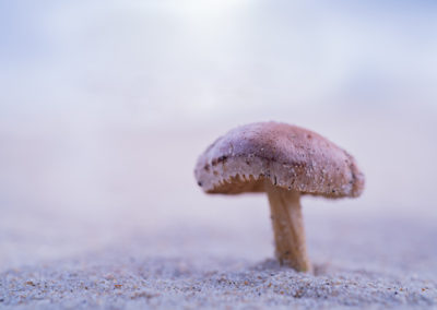 Paddenstoelenfotografie tijdens de fotoworkshop van Nature Talks door Yvon van der Laan