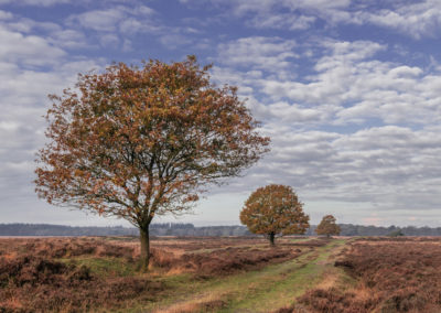 Fotoworkshop landschapsfotografie herfst in de Drentse bossen met een foto van bomen in het landschap gemaakt door Nature Talks workshopbegeleider Yvon van der Laan