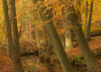 Fotoworkshop Herfstkleuren in het magische Leuvenumse Bos foto gemaakt door Nature Talks natuurfotograaf Peter van der Veen