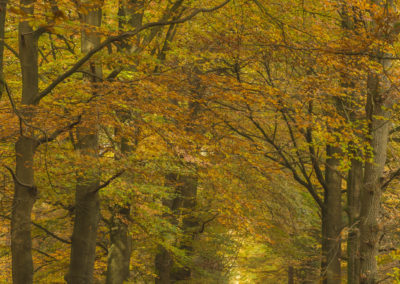 Fotoworkshop Herfstkleuren in het magische Leuvenumse Bos foto gemaakt door Nature Talks natuurfotograaf Peter van der Veen