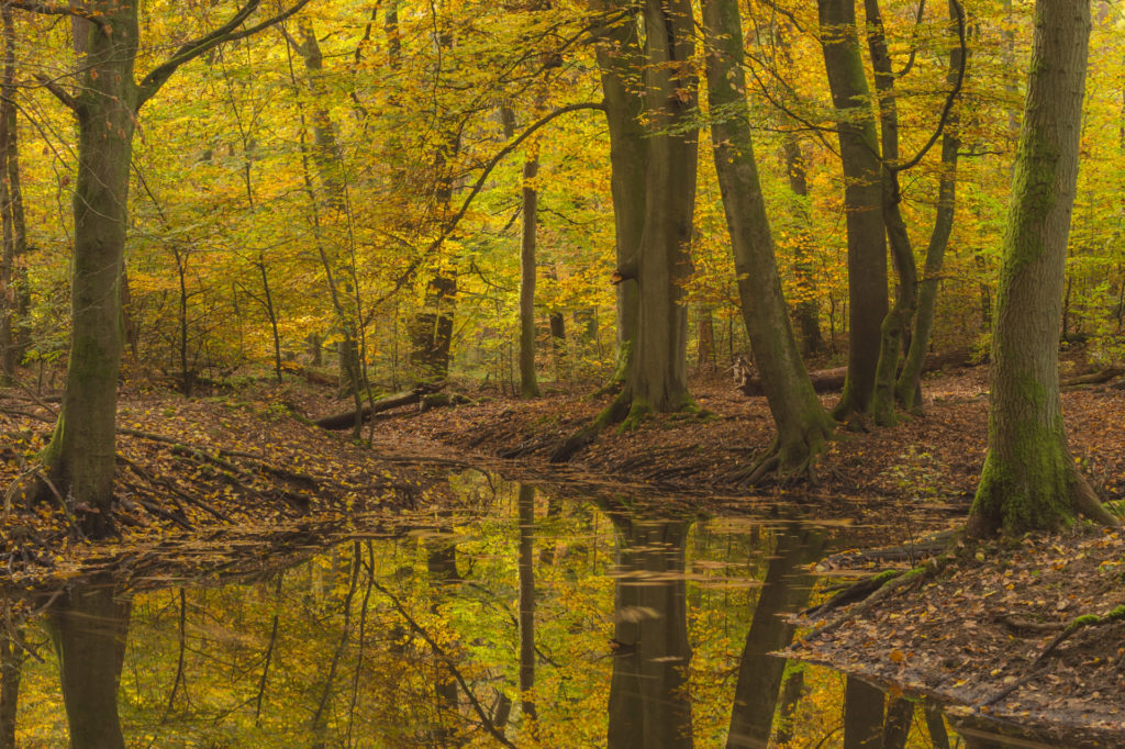 Fotoworkshop Herfstkleuren in het magische Leuvenumse Bos foto gemaakt door Nature Talks natuurfotograaf Peter van der Veen