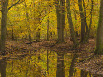 Fotoworkshop Herfstkleuren in het magische Leuvenumse Bos