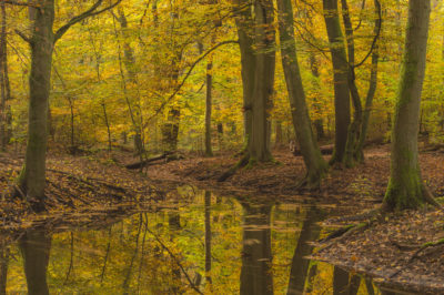 Fotoworkshop Herfstkleuren in het magische Leuvenumse Bos foto gemaakt door Nature Talks natuurfotograaf Peter van der Veen