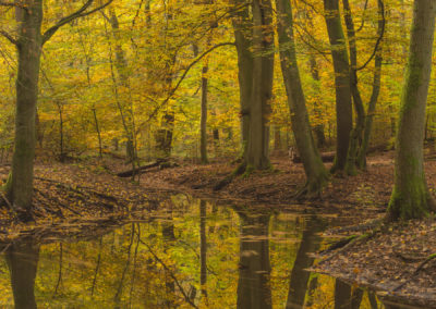 Fotoworkshop Herfstkleuren in het magische Leuvenumse Bos foto gemaakt door Nature Talks natuurfotograaf Peter van der Veen