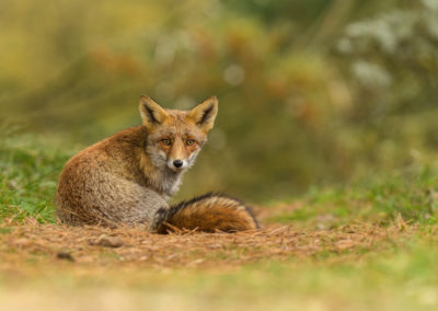 Vossenfotografie in de Amsterdamse Waterleidingduinen tijdens de Nature Talks herfst fotoworkshop met natuurfotograaf Andy Luberti