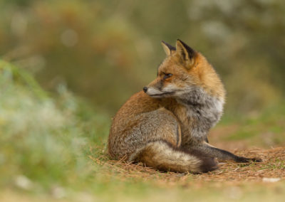 Vossenfotografie in de Amsterdamse Waterleidingduinen tijdens de Nature Talks herfst fotoworkshop met natuurfotograaf Andy Luberti