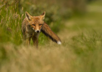 Vossenfotografie in de Amsterdamse Waterleidingduinen tijdens de Nature Talks herfst fotoworkshop met natuurfotograaf Andy Luberti