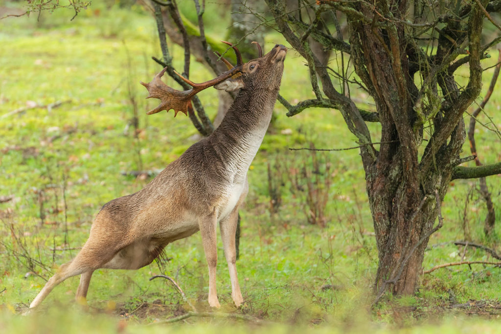 Damhertenbronst in de Amsterdamse Waterleidingduinen tijdens de Nature Talks fotoworkshop van natuurfotograaf Peter van der Veen