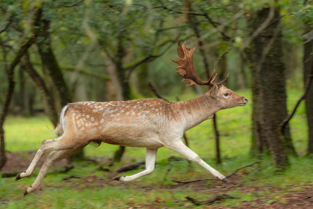 Damhertenbronst in de Amsterdamse Waterleidingduinen tijdens de Nature Talks fotoworkshop van natuurfotograaf Peter van der Veen