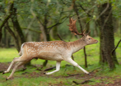 Damhertenbronst in de Amsterdamse Waterleidingduinen tijdens de Nature Talks fotoworkshop van natuurfotograaf Peter van der Veen