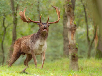 Fotoworkshop Damhertenbronst AWD