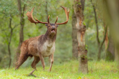 Damhertenbronst in de Amsterdamse Waterleidingduinen tijdens de Nature Talks fotoworkshop van natuurfotograaf Peter van der Veen