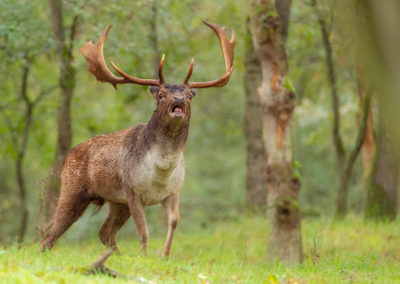 Damhertenbronst in de Amsterdamse Waterleidingduinen tijdens de Nature Talks fotoworkshop van natuurfotograaf Peter van der Veen