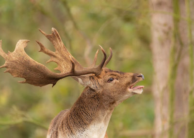 Damhertenbronst fotoworkshop in de Amsterdamse Waterleidingduinen met workshopbegeleider en natuurfotograaf Peter van der Veen