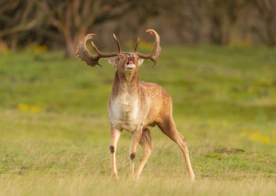 Damhertenbronst fotoworkshop in de Amsterdamse Waterleidingduinen met workshopbegeleider en natuurfotograaf Peter van der Veen