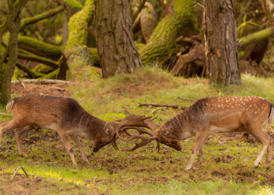 Damhertenbronst fotoworkshop in de Amsterdamse Waterleidingduinen met workshopbegeleider en natuurfotograaf Peter van der Veen