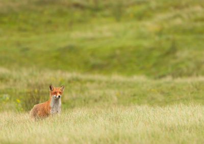 Vossenfotografie in de Amsterdamse Waterleidingduinen tijdens de workshop van Nature Talks met natuurfotograaf Peter van der Veen