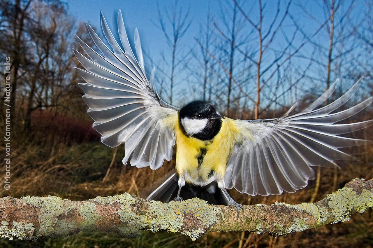 Vogelfotografie door Marcel van Kammen tijdens Nature Talks Fotofestival