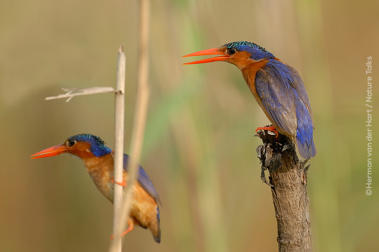 Foto van twee ijsvogels gemaakt door fotograaf Herman van der Hart