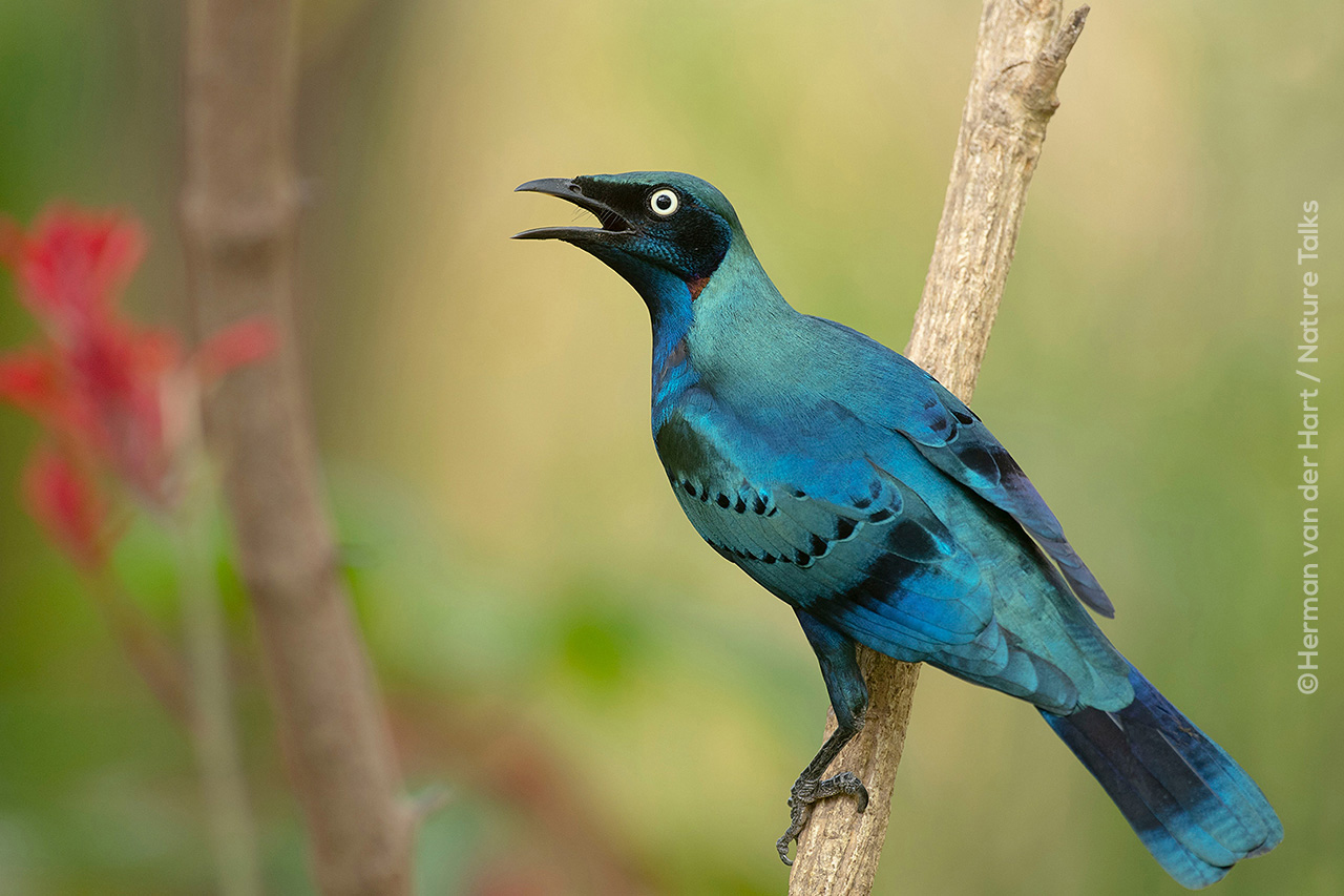 Vogelfotografie in Afrika gemaakt door fotograaf Herman van der Hart