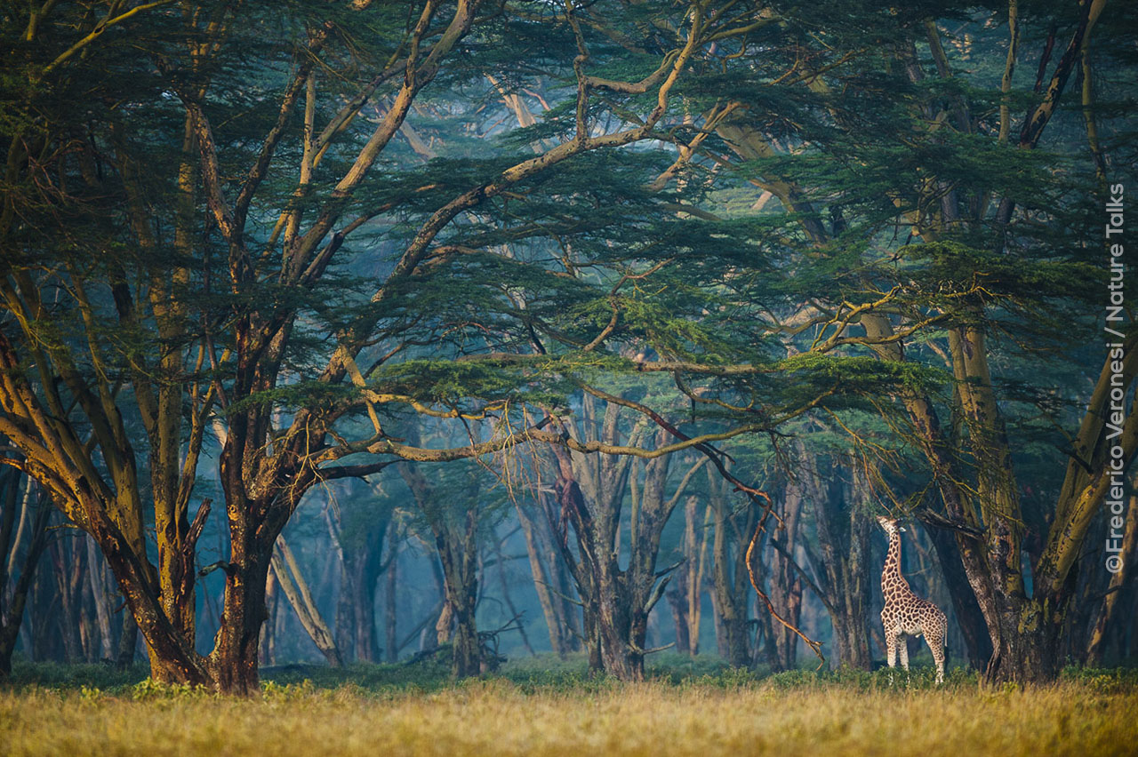 Foto van een giraf in blue forest gemaakt door fotograaf Frederico Veronesi