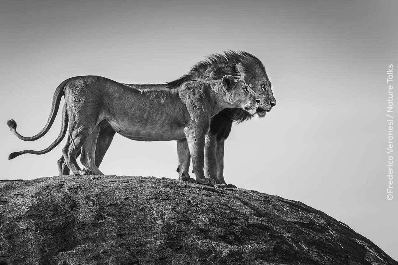 Foto van leeuw en leeuwin gemaakt door wildlife fotograaf Frederico Veronesi