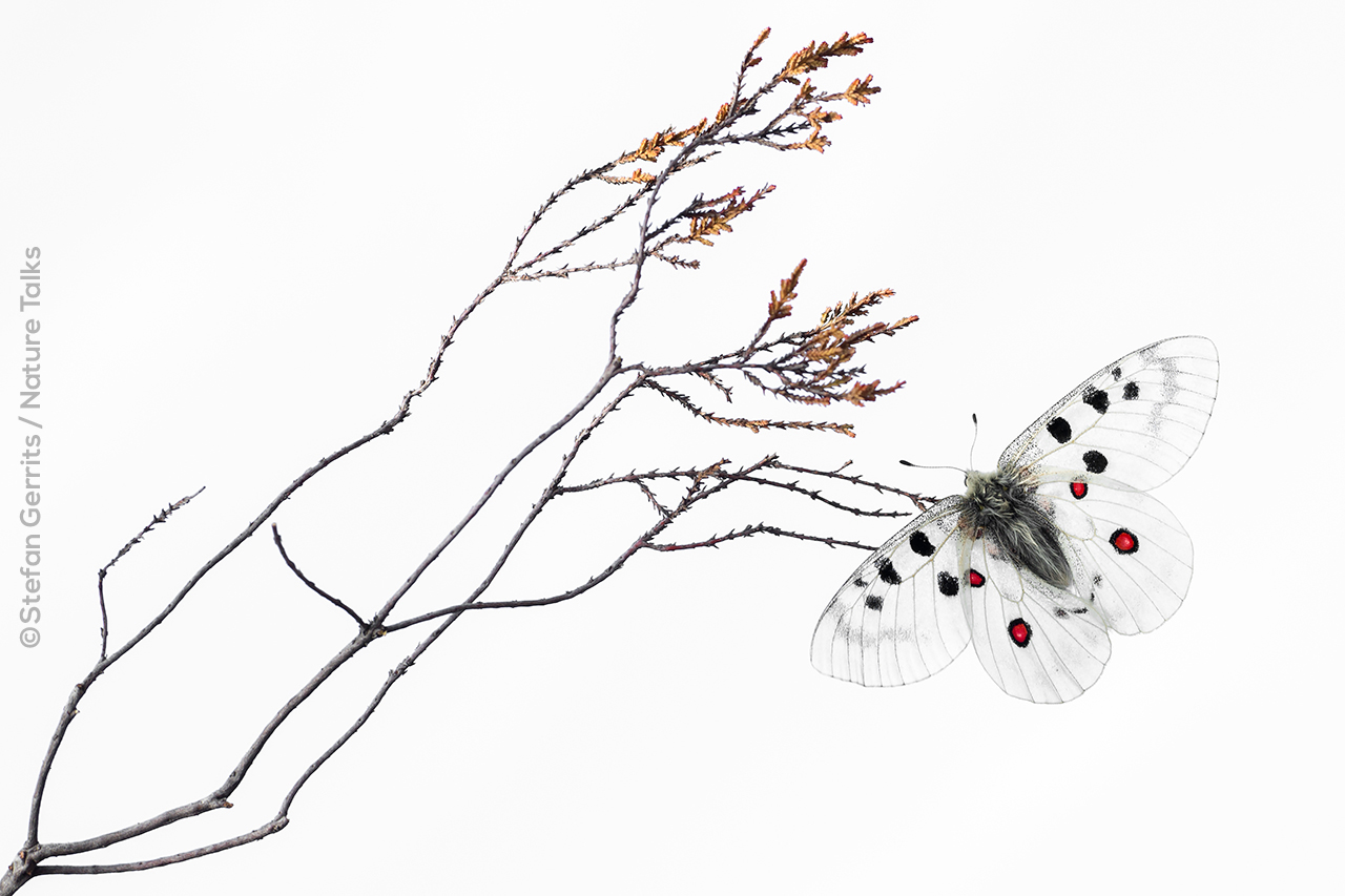 Vlinder gefotografeerd door Stefan Gerrits Nature Talks Fotofestival