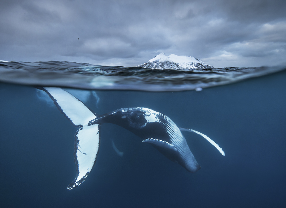 Audin Rikardsen nature talks