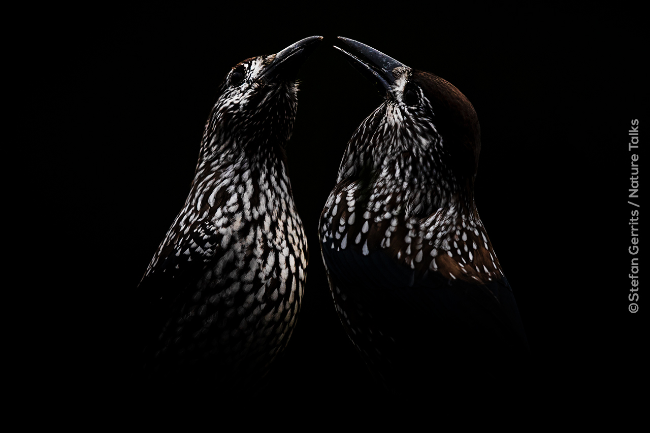Vogels gefotografeerd door Stefan Gerrits Nature Talks Fotofestival