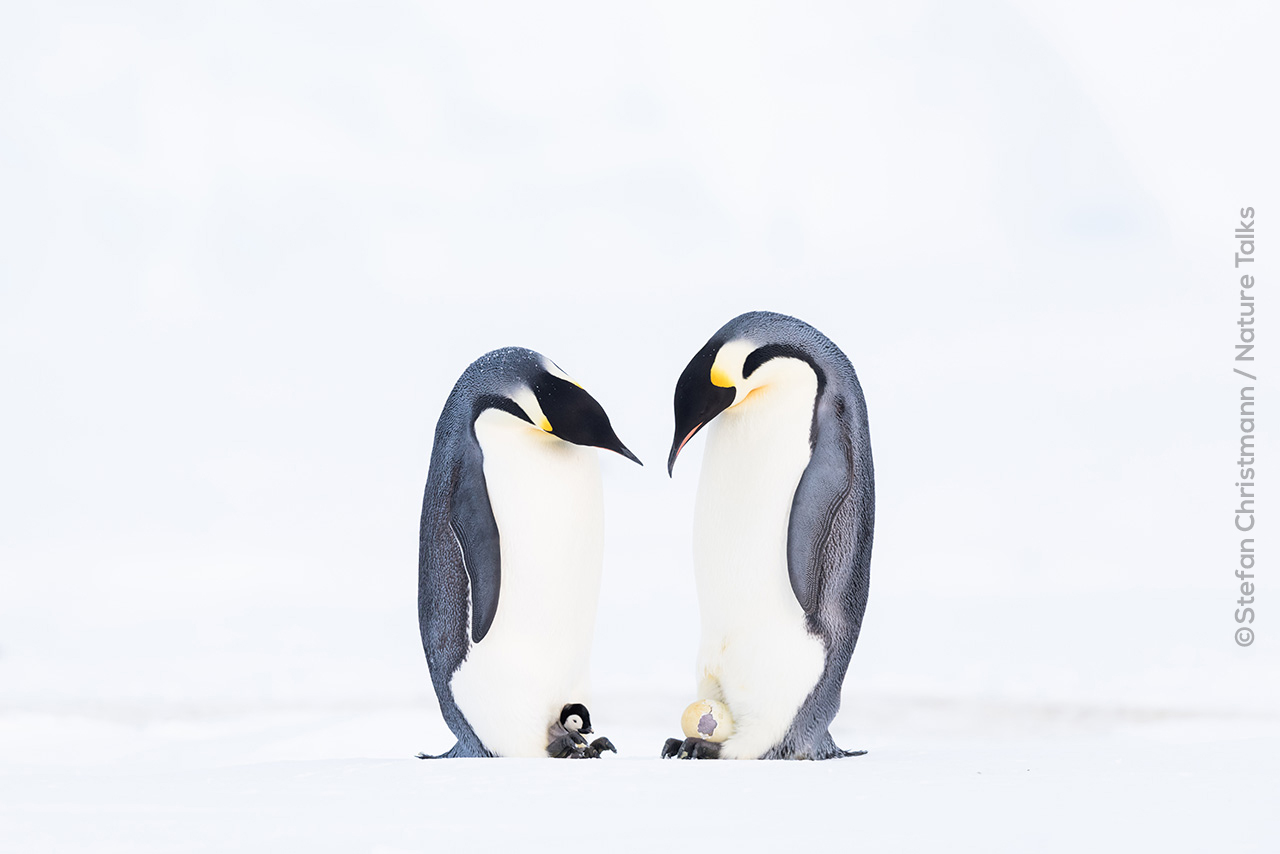 Pinguins in Antarctica door fotograaf Stefan Christmann voor Nature Talks Fotofestival