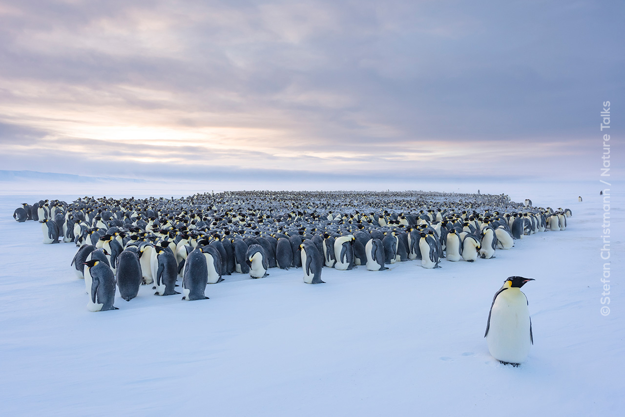 Pinguins in Antarctica door fotograaf Stefan Christmann voor Nature Talks Fotofestival