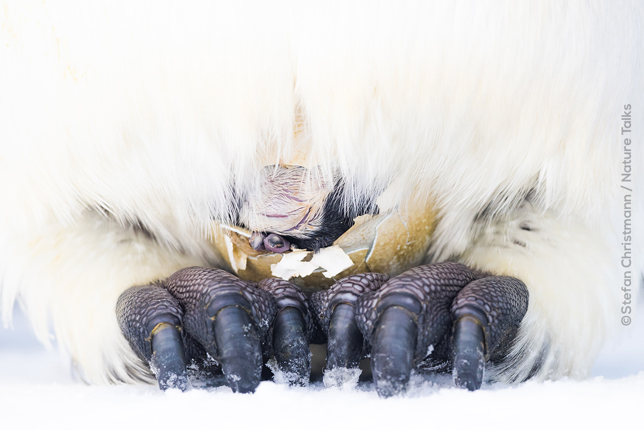 Keizerpinguins van fotograaf Stefan Christmann