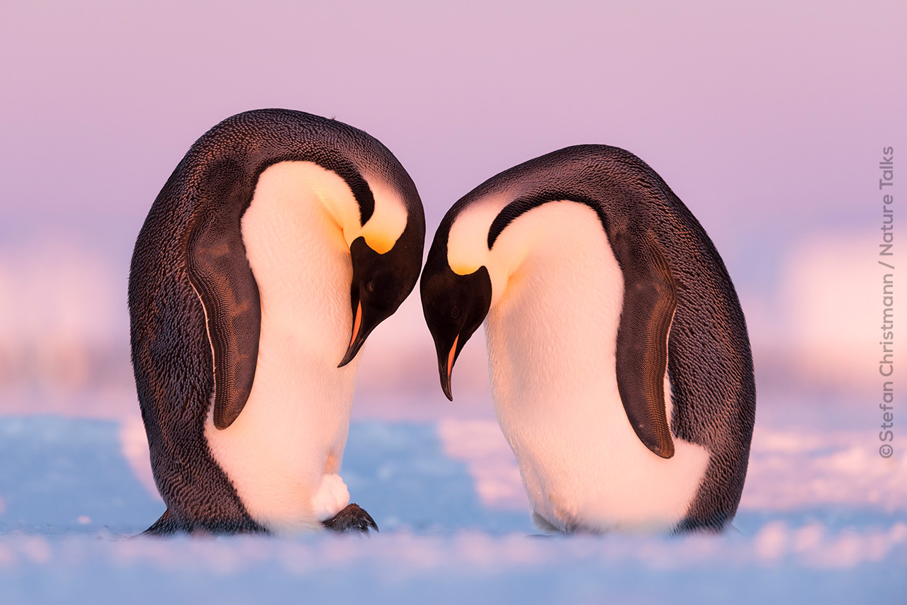 Pinguins in Antarctica door fotograaf Stefan Christmann voor Nature Talks Fotofestival