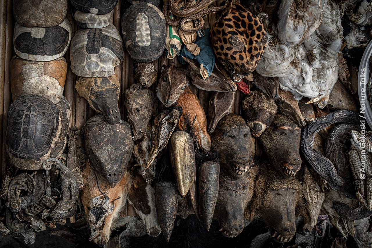 Animal heads used for voodoo, close up, voodoo market, Benin, Aaron Gekoski_World Animal Protection Aaron Gekoski