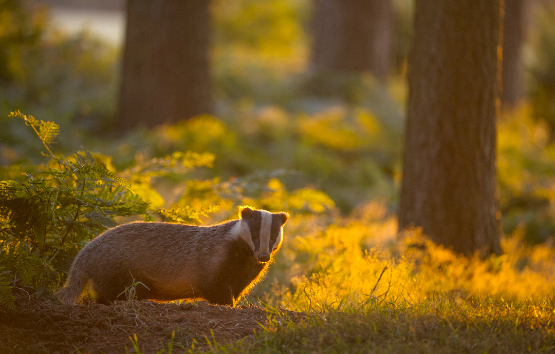 BADGER+in+a+pine+forest Spinnen fotografie van Emanuele Biggi voor Nature Talks Fotofestival