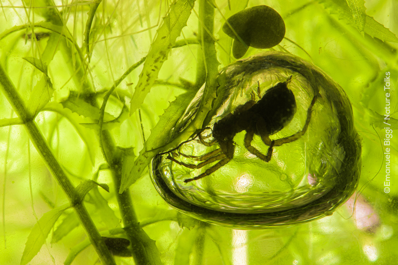 Spinnen fotografie van Emanuele Biggi voor Nature Talks Fotofestival