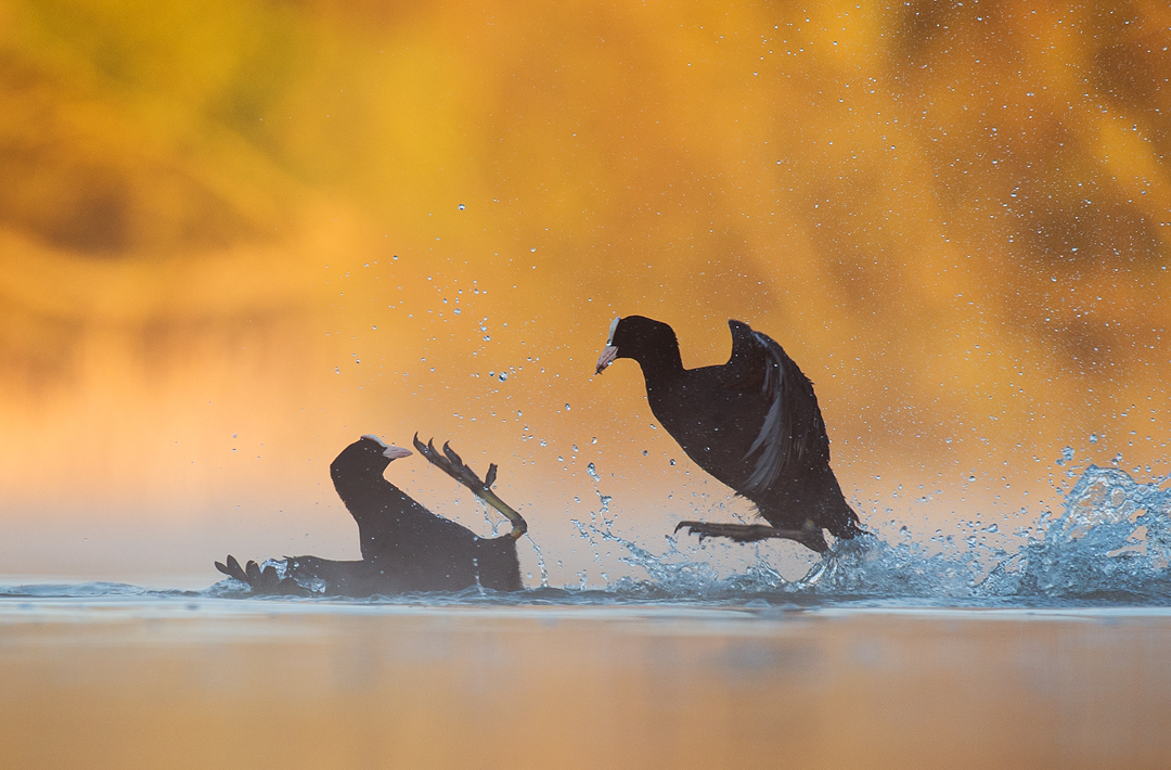 Coot Fulica atra<br />
A pair fighting in a territorial dispute.<br />
Derbyshire, UK Spinnen fotografie van Emanuele Biggi voor Nature Talks Fotofestival