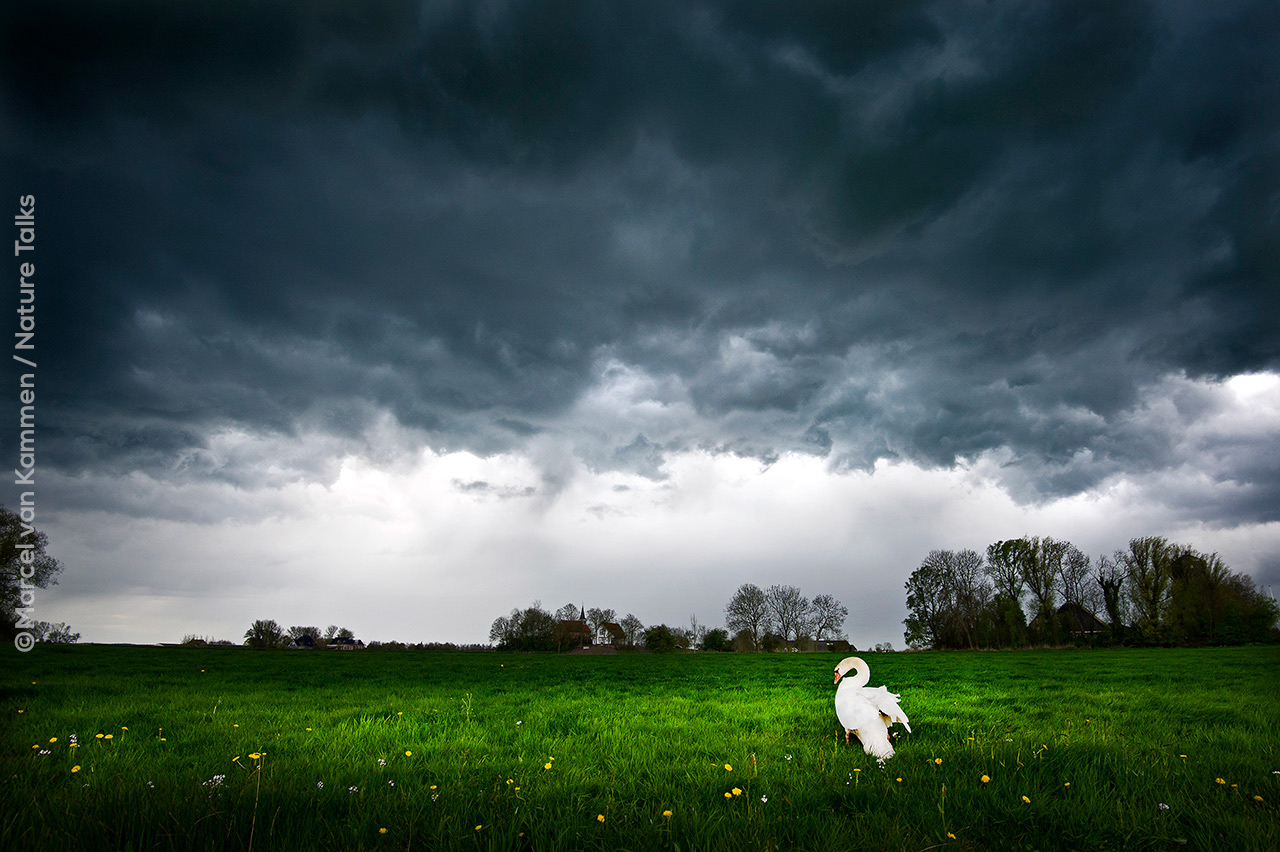 Vogelfotografie door Marcel van Kammen tijdens Nature Talks Fotofestival