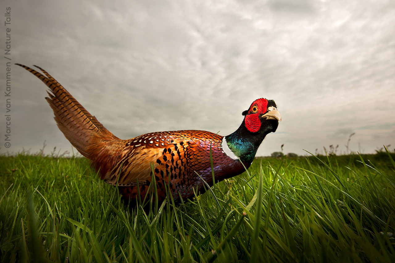 Vogelfotografie door Marcel van Kammen tijdens Nature Talks Fotofestival