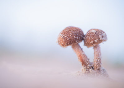 Paddenstoelenfotografie tijdens Nature Talks workshop door begeleider Yvon van der Laan