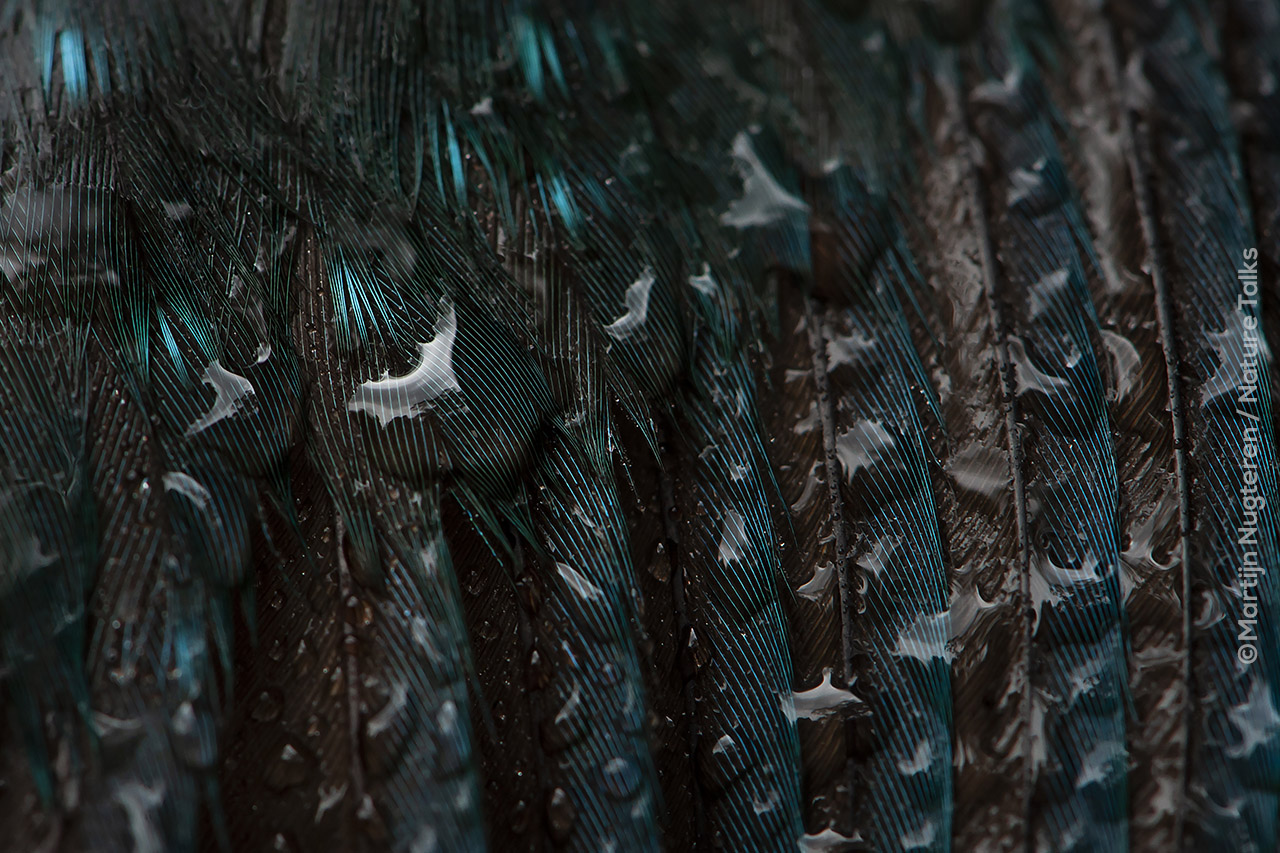 Foto van de veren van een ijsvogel gemaakt door Martijn van Nugteren Nature Talks Fotofestival