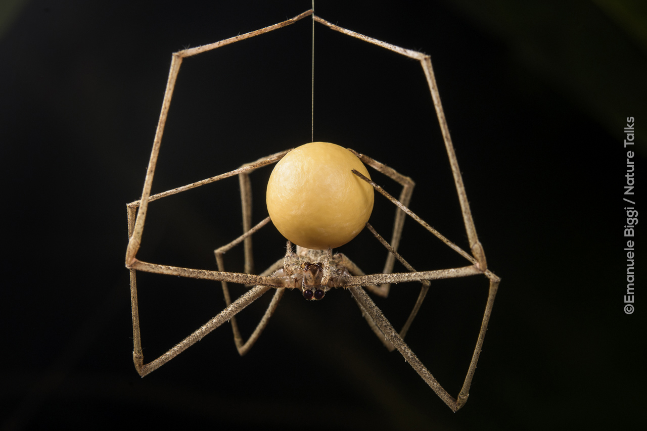 Net-casting spider (Deinopis sp.), female building her eggsac, Panama Spinnen fotografie van Emanuele Biggi voor Nature Talks Fotofestival