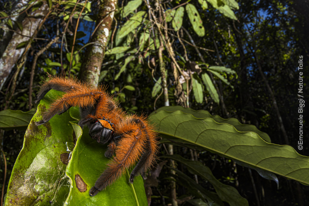 Spinnen fotografie Malagasy lion van Emanuele Biggi voor Nature Talks Fotofestival